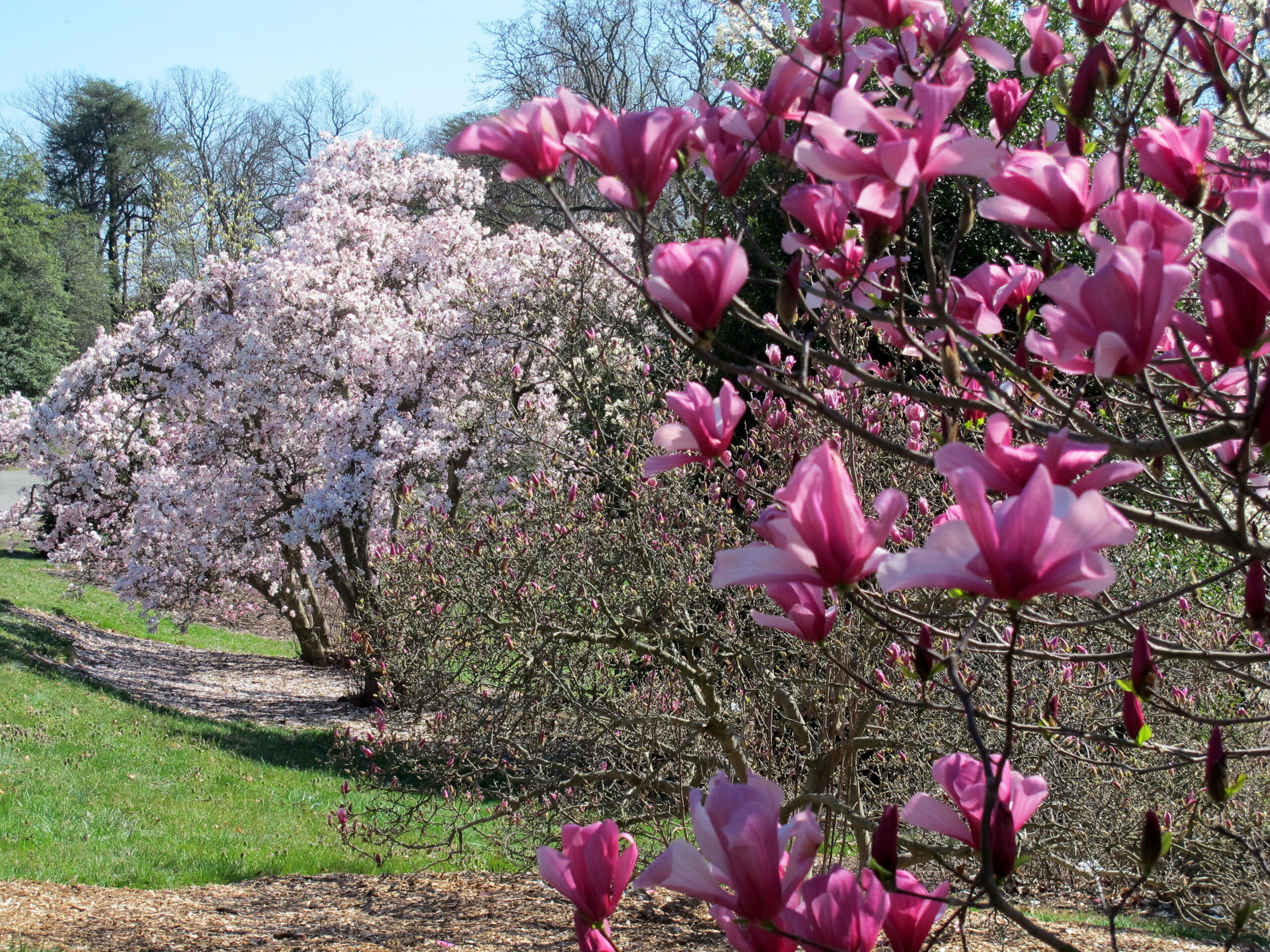 国立樹木園の桜
