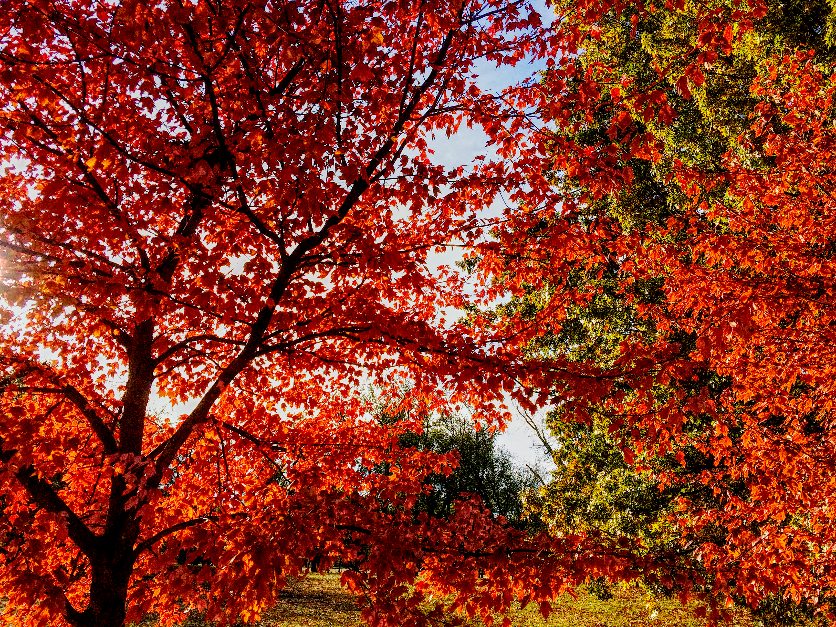 秋のナショナルモール