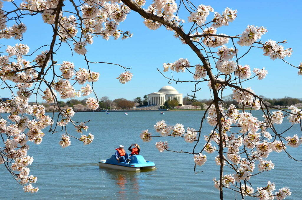 ジェファーソン記念堂と桜並木