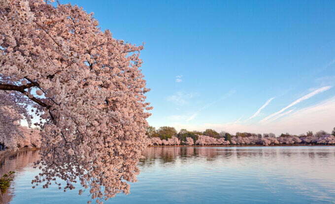 タイダルベイスン